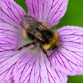 Bumblebee on Mallow Flower