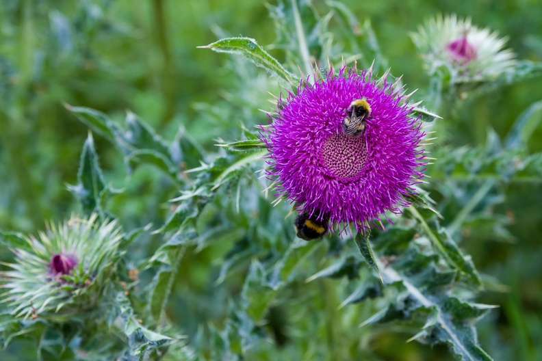 Bumblebees on Thistle Flower