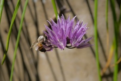 Honey Bee on Chive Flower