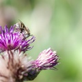 Green-eyed Flower Bee