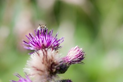 Green-eyed Flower Bee