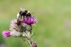 Bumblebee on Thistle Flower