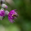 Green-eyed Flower Bee on Thistle