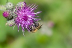 Bumblebee on Thistle