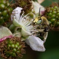 Green-eyed Flower Bee on Bramble Flower