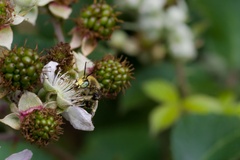 Green-eyed Flower Bee on Bramble Flower