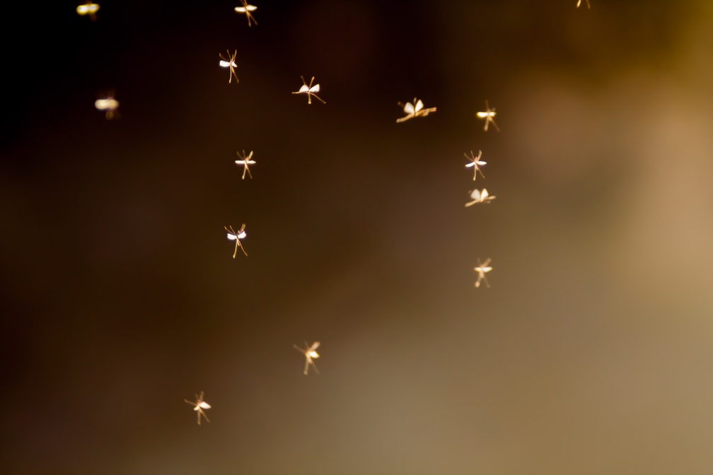 Flies dancing in the Autumn Sun