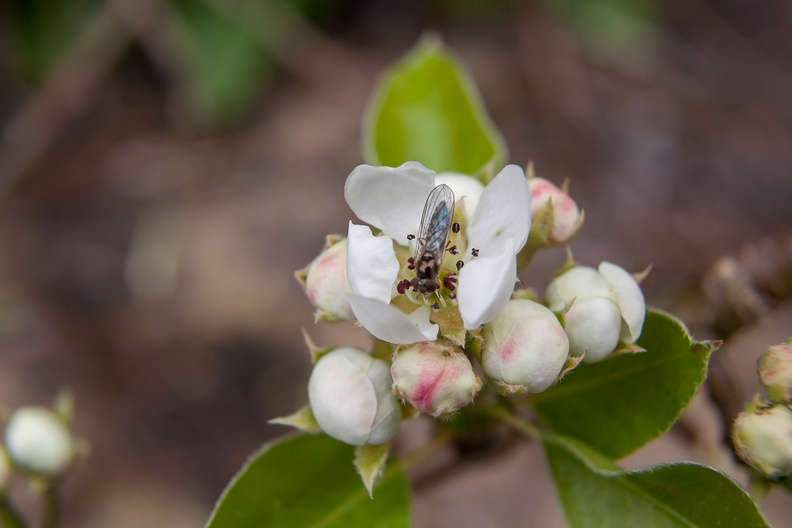 Pear Blossom and Hoverfly