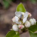 Pear Blossom and Hoverfly