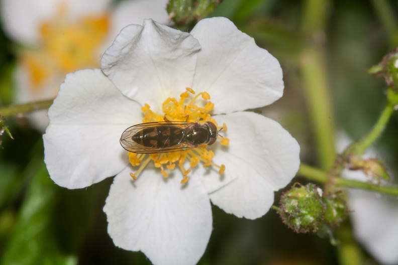 Chequered Hoverfly on Dog Rose