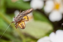 Garden Spider Cocooning Prey