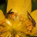 Chequered Hoverflies