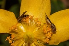 Chequered Hoverflies