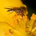 Chequered Hoverfly