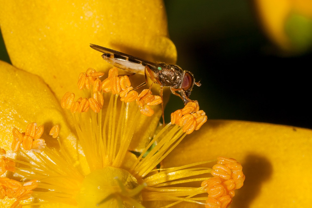 Chequered Hoverfly