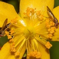 Chequered Hoverfly - Melanostoma scalare