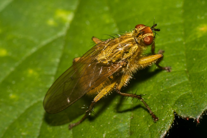 Yellow Dung Fly (Scathophaga stercoraria)