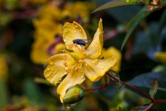 Fly on Rain Soaked Yellow Flower