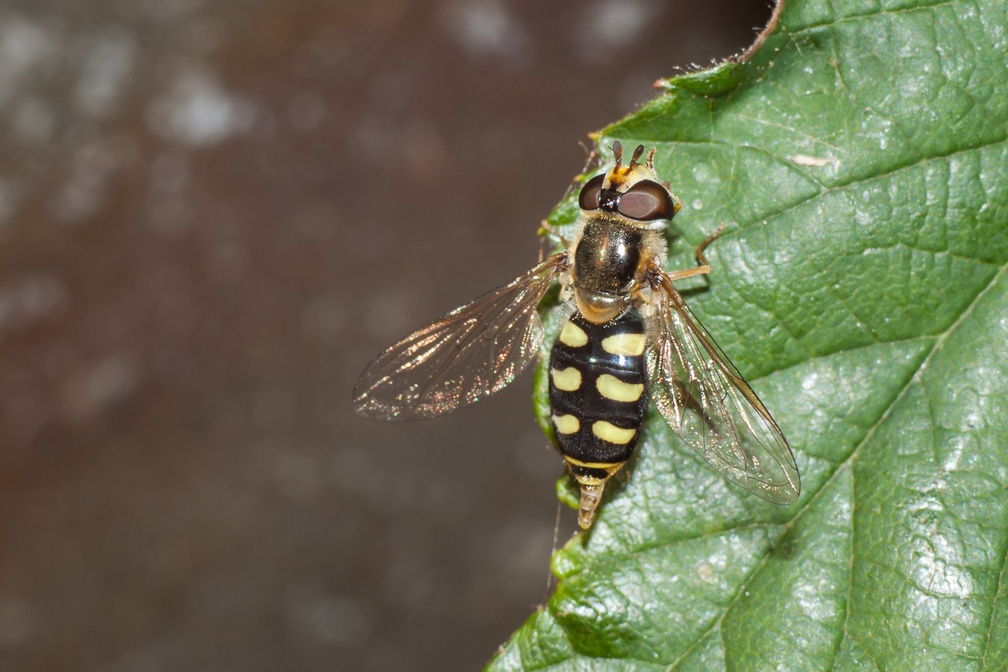 Eupeodes luniger (Hoverfly)