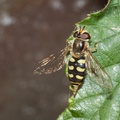 Eupeodes luniger (Hoverfly)
