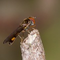 Male Chequered Hoverfly