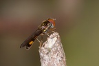 Male Chequered Hoverfly