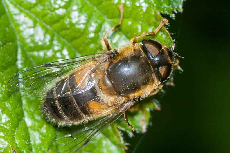 hoverfly-sp90x2-g-40d-03679.jpg