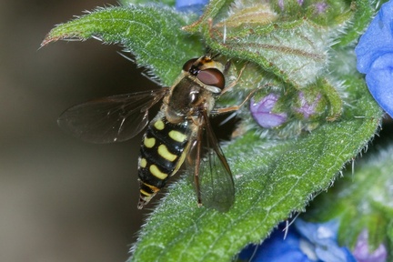 Eupeodes luniger Hoverfly