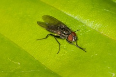 Fannia lustrator Fly