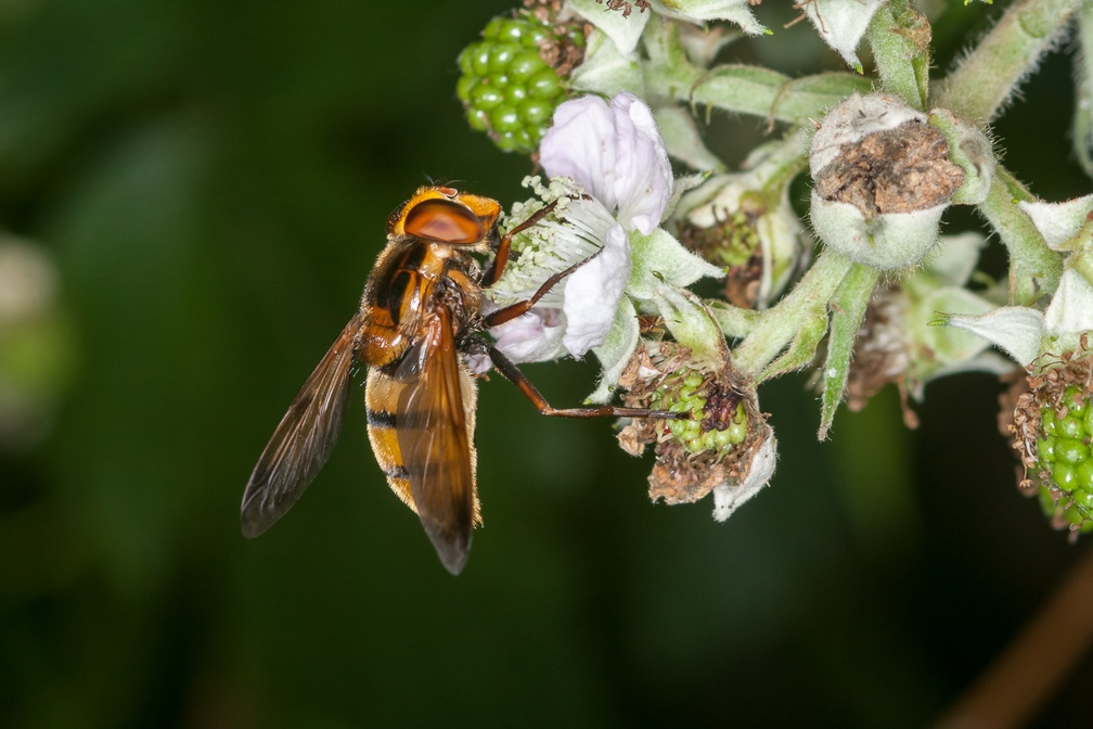 Lesser Hornet Hoverfly