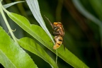 Volucella inanis Hoverfly
