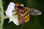 Volucella inanis Hoverfly