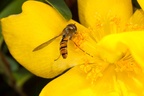 Marmalade Hoverfly on Yellow Flower