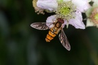 Marmalade Hoverfly on Bramble Flower