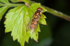 Marmalade Hoverfly on a Leaf