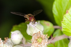 Marmalade Hoverfly on Bramble Flower