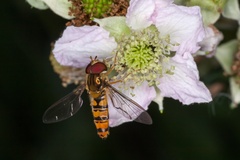 Marmalade Hoverfly