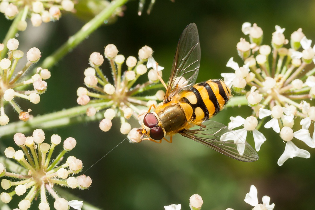 Humming Syrphus Hoverfly