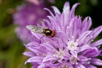 White-footed Hoverfly on Chive