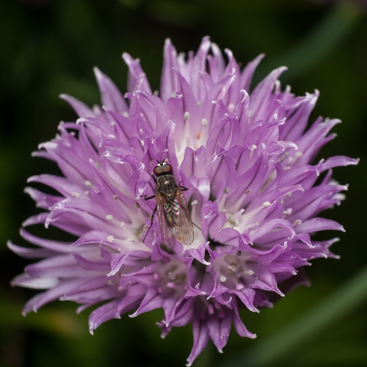 Fly on Chive Flower