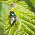 Green Bottle Fly on a Leaf