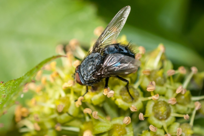 Bluebottle Fly on Ivy