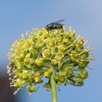 Flies on Ivy Flower