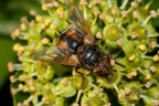 Tachinid Fly on Flowering Ivy