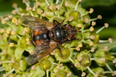 Tachinid Fly on Flowering Ivy