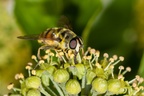 Batman Hoverfly on Ivy