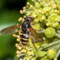 Bog Hoverfly on Flowering Ivy