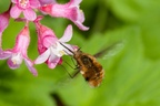 Bee-Fly Visiting Flowering Current