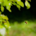 Hovering Bee-fly