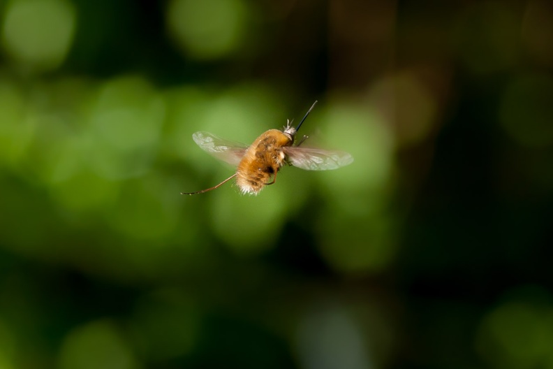 Bee-fly in Flight